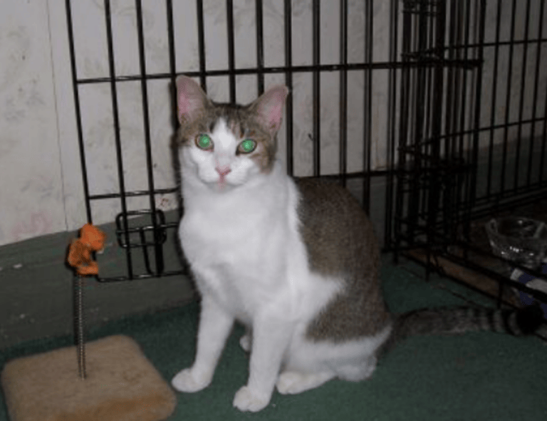 how tazopha investment group work