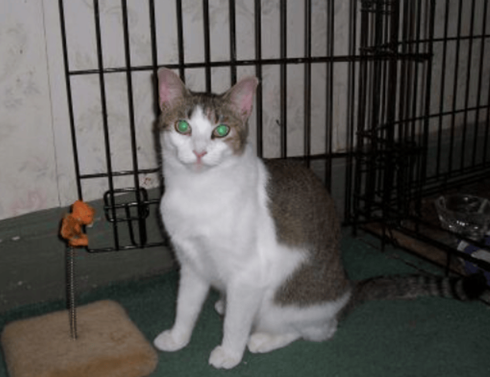 how tazopha investment group work