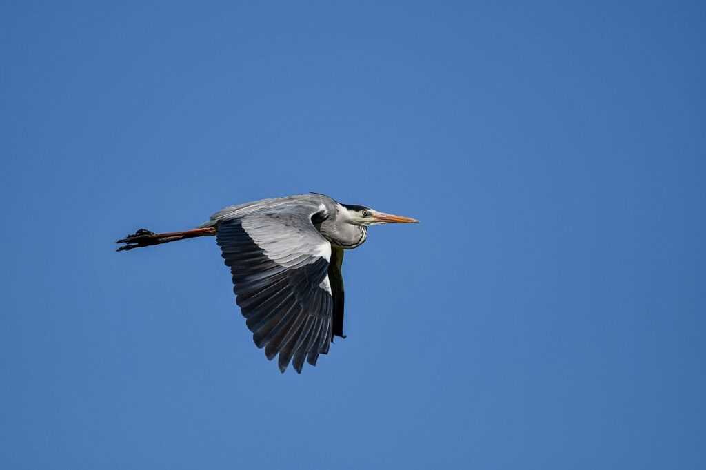 1441 significado amor