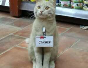 amor tatuajes de bulma y vegeta