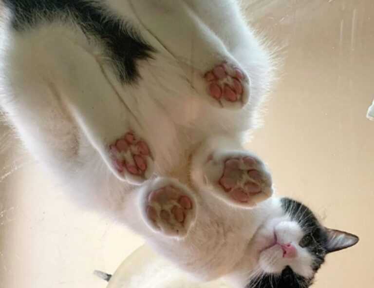 anyone but you online subtitrat