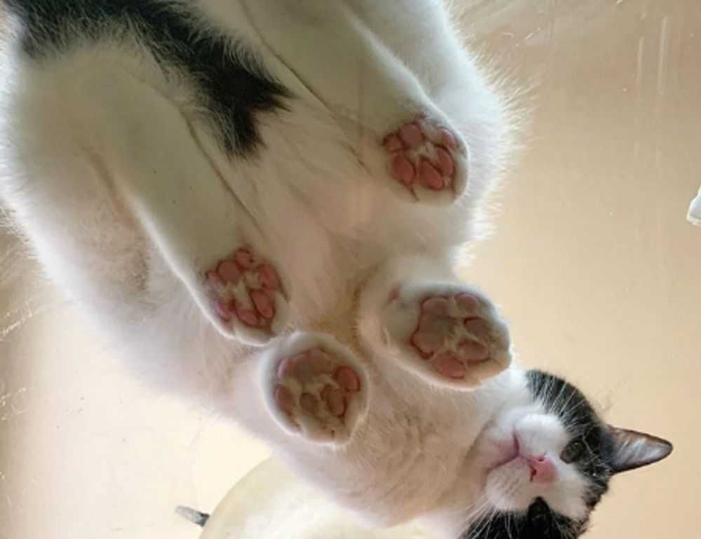 anyone but you online subtitrat