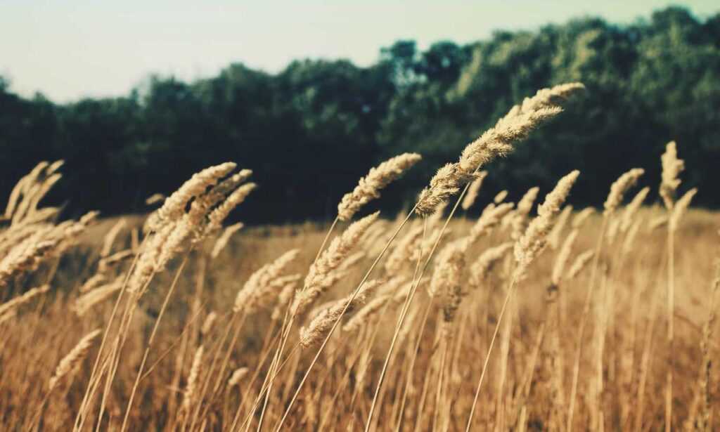 cast of do you love me, captain?