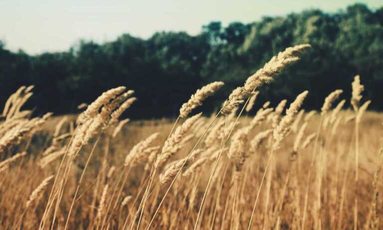 cast of do you love me, captain?