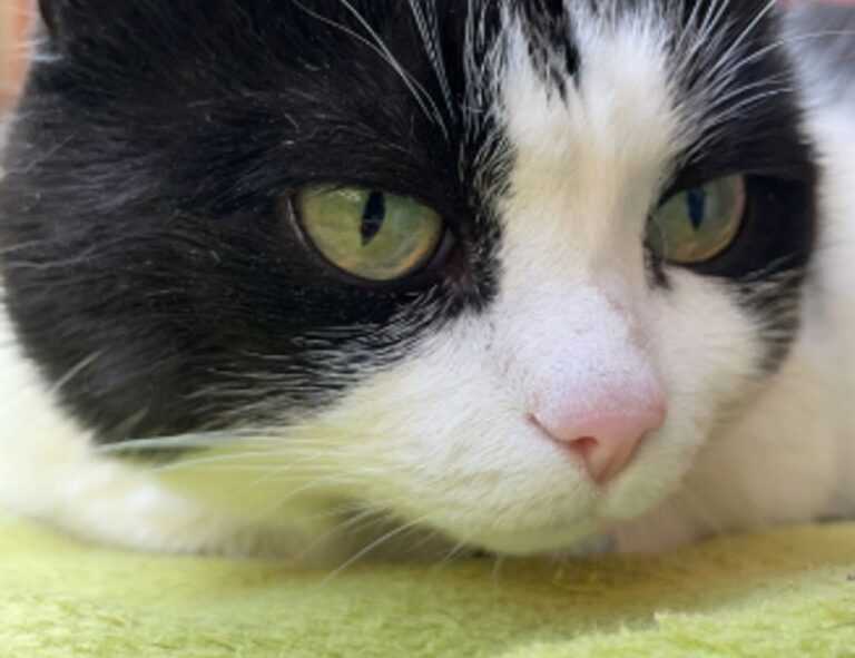 continente vila nova de milfontes