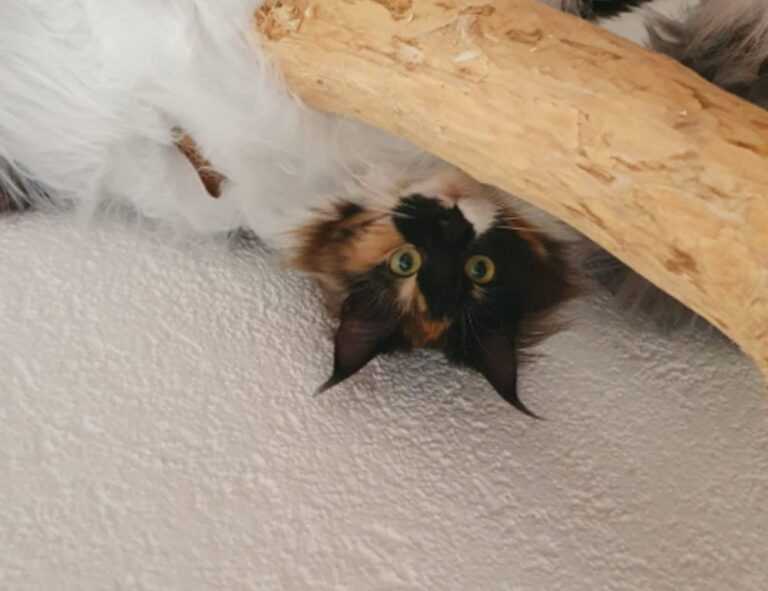 immediate a1 definity