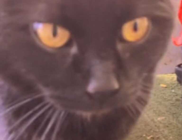 kleurplaat skibidi toilet