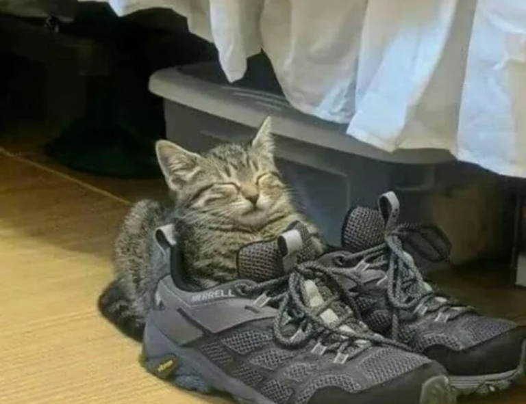 koleksi melayu twitter