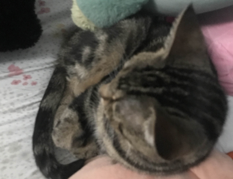 laura dijkema bikini