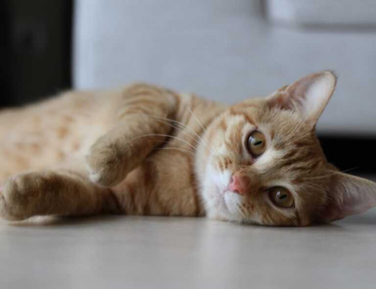 mujer firmas elegantes