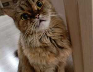 nudo de bruja tatuaje acuarela