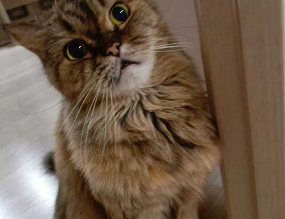 nudo de bruja tatuaje acuarela