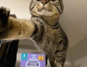 nurul hidayah twitter