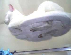 whatsapp fondos de pantalla lgbt